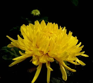 黄的菊花好漂亮 黄的菊花好漂亮