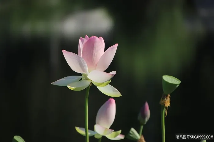 盛开莲花图片