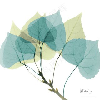 唯美时尚透明树枝装饰画