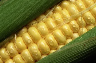 玉米高清特写图片