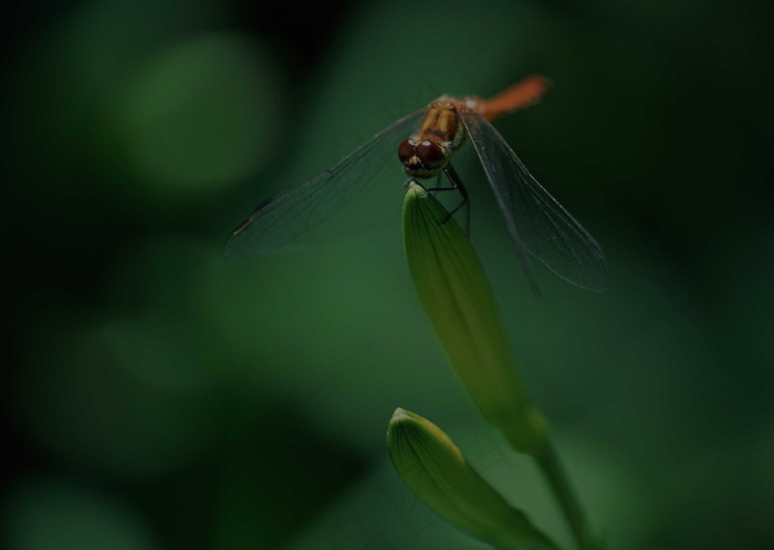 昆虫 51