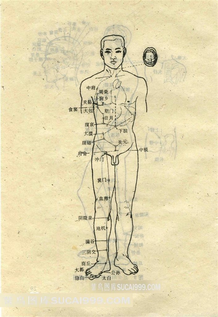 足太阴脾经循行示意图