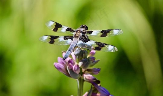 轻盈停落的蜻蜓高清图片