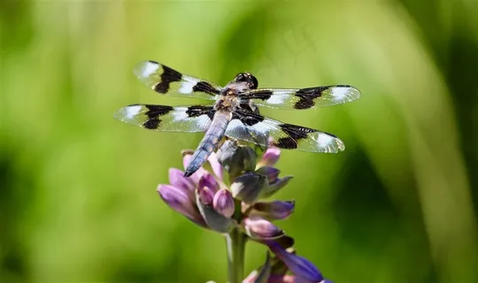 轻盈停落的蜻蜓高清图片