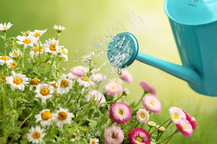 菊花浇水特写图片