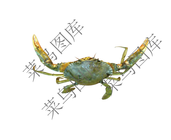 螃蟹高清图
