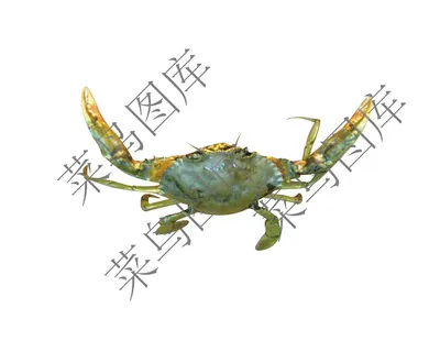 螃蟹高清图