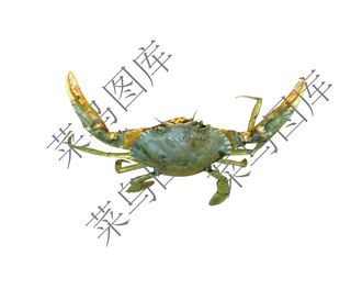 螃蟹高清图