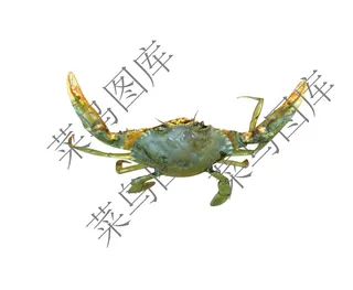 螃蟹高清图
