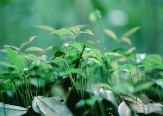 树木风景美丽的jpg素材