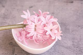 花朵 花束 植物 素材 (212)