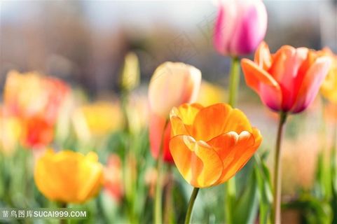郁金香的花海 郁金香的花海