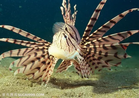 海洋生物-条纹鱼张开蝙蝠一样的腮帮