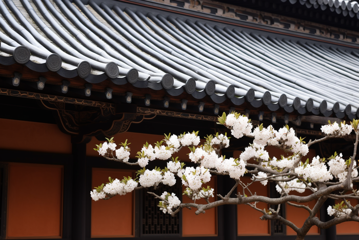 屋檐下开百花的树摄影图