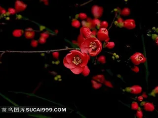 冬季红色腊梅鲜花图片