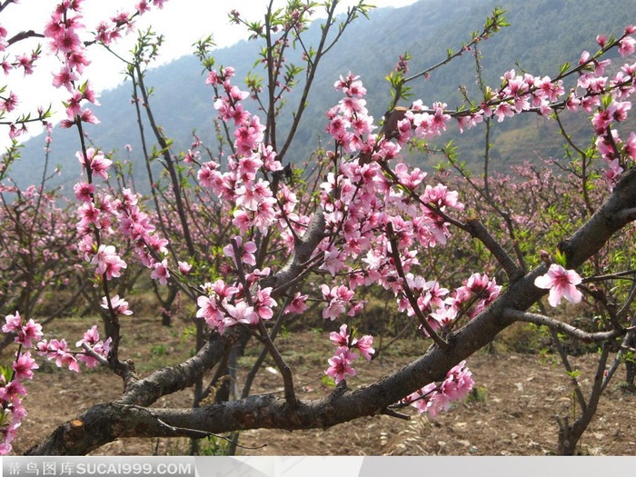 鲜艳的桃花