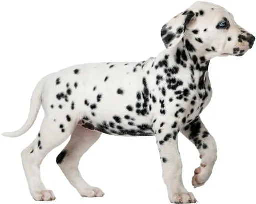 达尔马提亚小狗 PNG免抠(3345x2673)