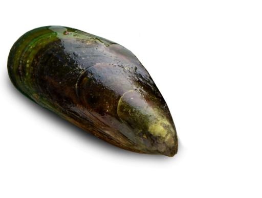 贻贝 PNG免抠(591x449)