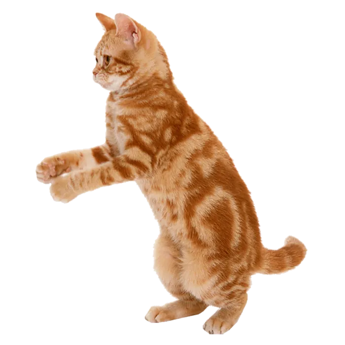 橘猫卡通动物