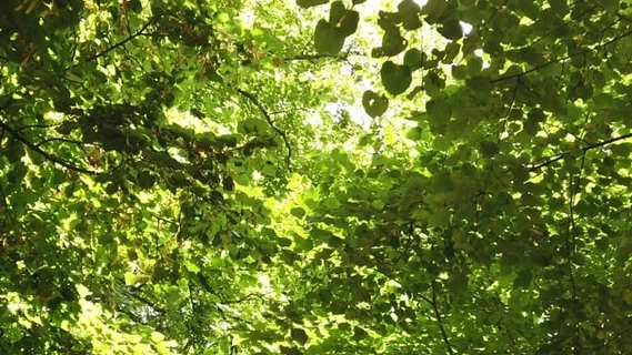森林, 绿色, 夏天, 温暖的, 树叶, 叶子, 自然, 树