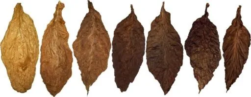 烟草PNG免抠(845x329)