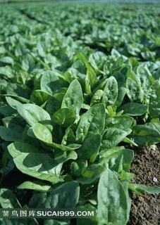 生长中的小油菜图片 生长中的小油菜图片