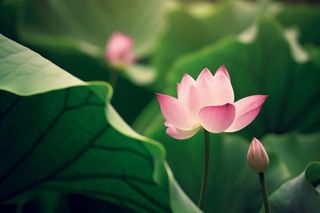 绿色清爽荷花节气背景