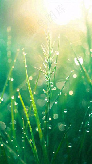 春天草地雨水雨露露珠绿草清新，谷雨雨水惊蛰白露摄影图