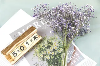 春天鲜花紫色满天星