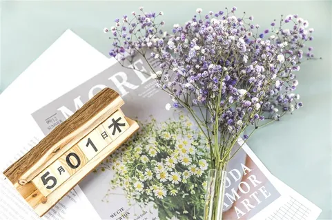 春天鲜花紫色满天星 春天鲜花紫色满天星