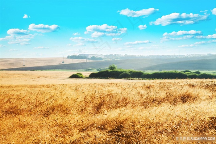 黄山野岭风景图片