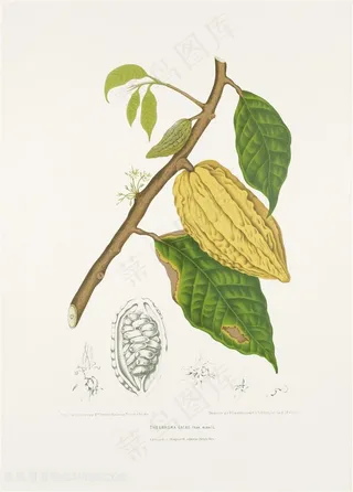 手绘番荔枝植物插画图片