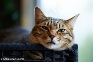 篮子里的可爱猫咪图片