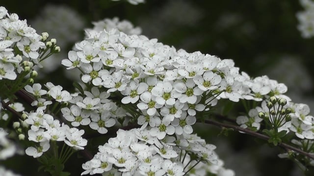 花朵, 美丽的, 宁静, 自然, 开花, 荒野, 花园