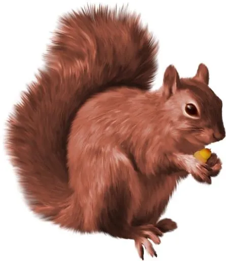 松鼠 PNG免抠(1520x1748)