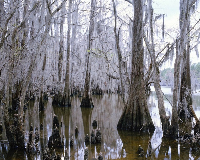 水面上枯树林中的树挂