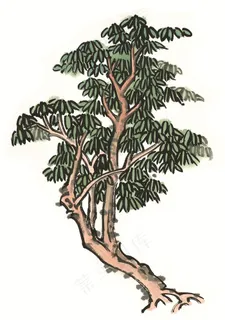 古树文化艺术摄影图片