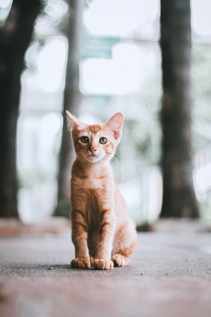 可爱猫咪猫猫摄影素材