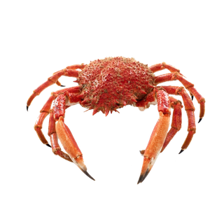 螃蟹(39)海鲜超市商品红酒白底图免抠实物摄影png格式图片透明底