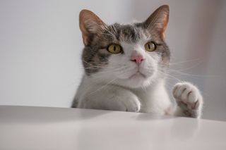 可爱猫咪猫猫摄影素材