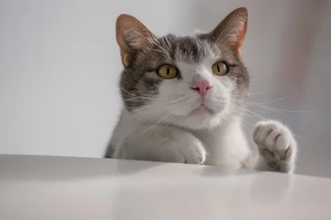 可爱猫咪猫猫摄影素材 可爱猫咪猫猫摄影素材