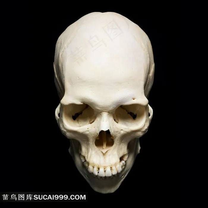 头骨系列 - 美丽的头骨