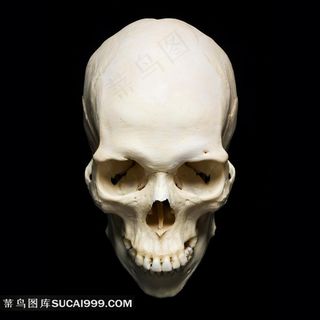 头骨系列 - 美丽的头骨