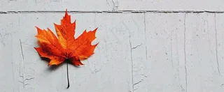 秋天红色秋叶简约特写，立秋秋分摄影图