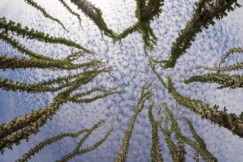 沙漠植物图片 沙漠植物图片