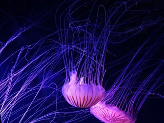 魔幻长须水母素材高清图片