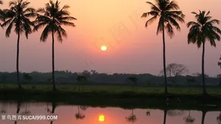 黄昏椰树海景壁纸