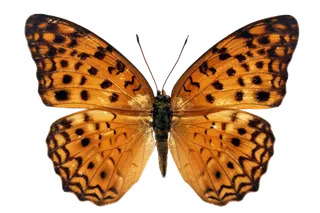 蝴蝶 彩蝶 花蝴蝶 动物 昆虫 免抠 (40)