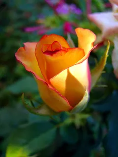 玫瑰花摄影图情人节玫瑰花配图图片 玫瑰花摄影图情人节玫瑰花配图图片