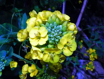 美丽的油菜花素材 美丽的油菜花素材